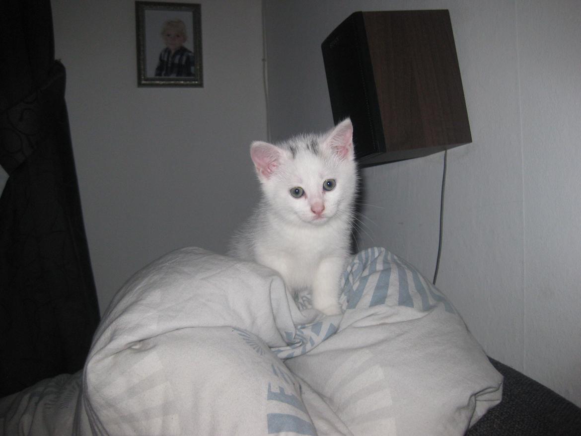 Huskat Nala billede 3