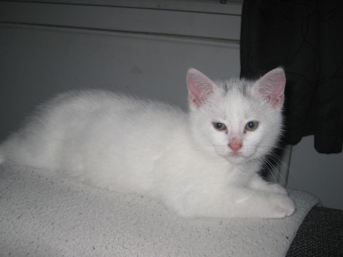 Huskat Nala billede 4