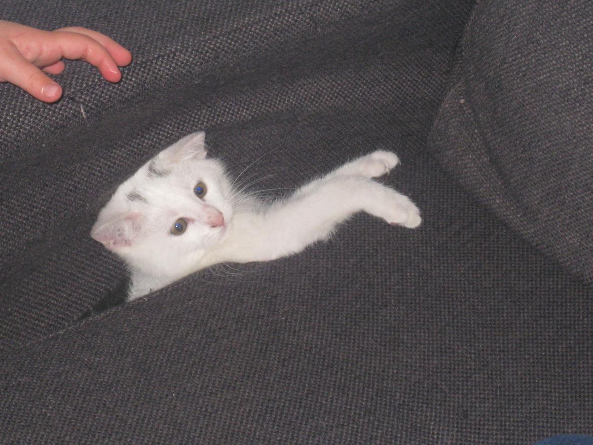 Huskat Nala billede 5