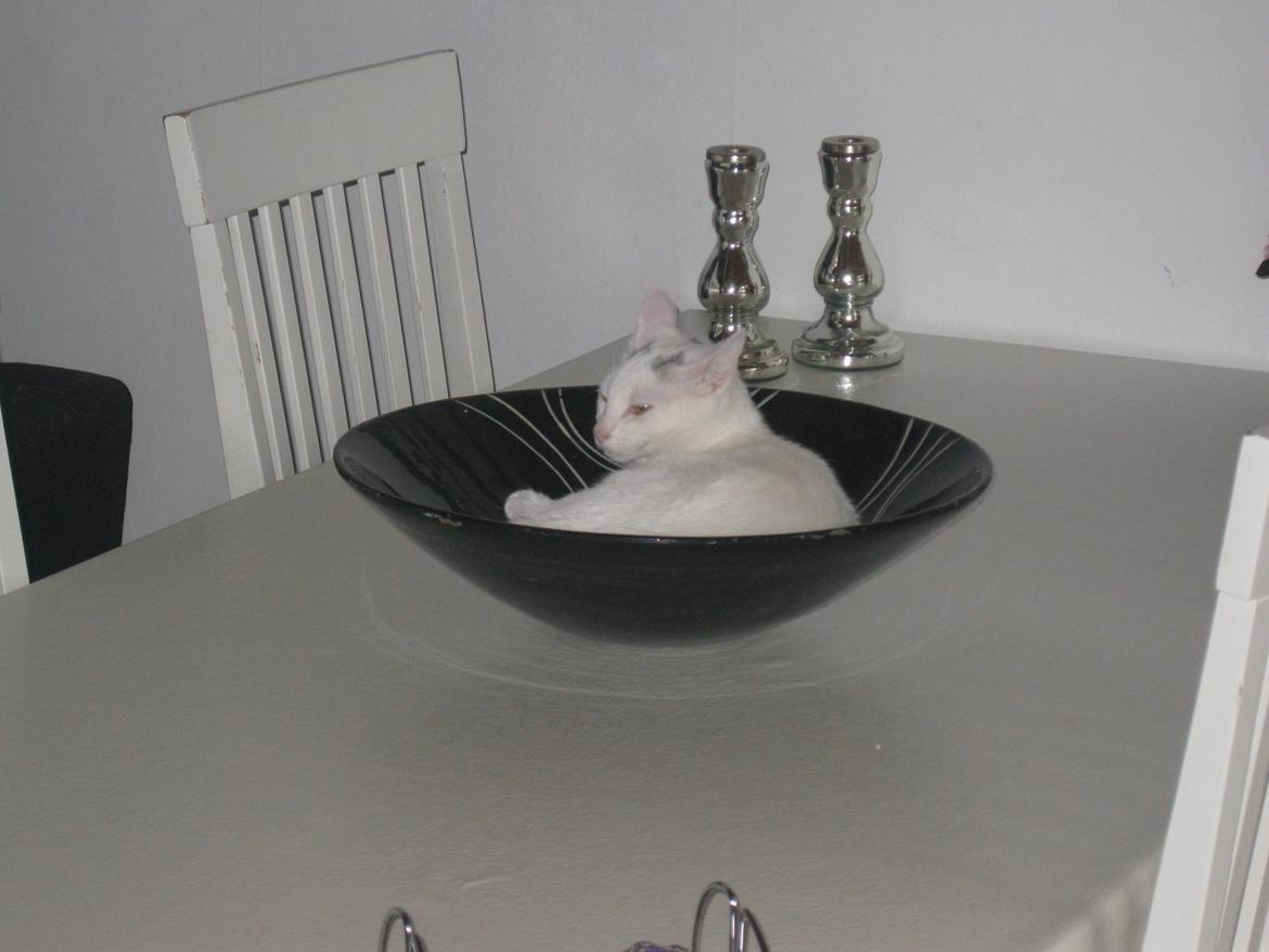 Huskat Nala billede 6