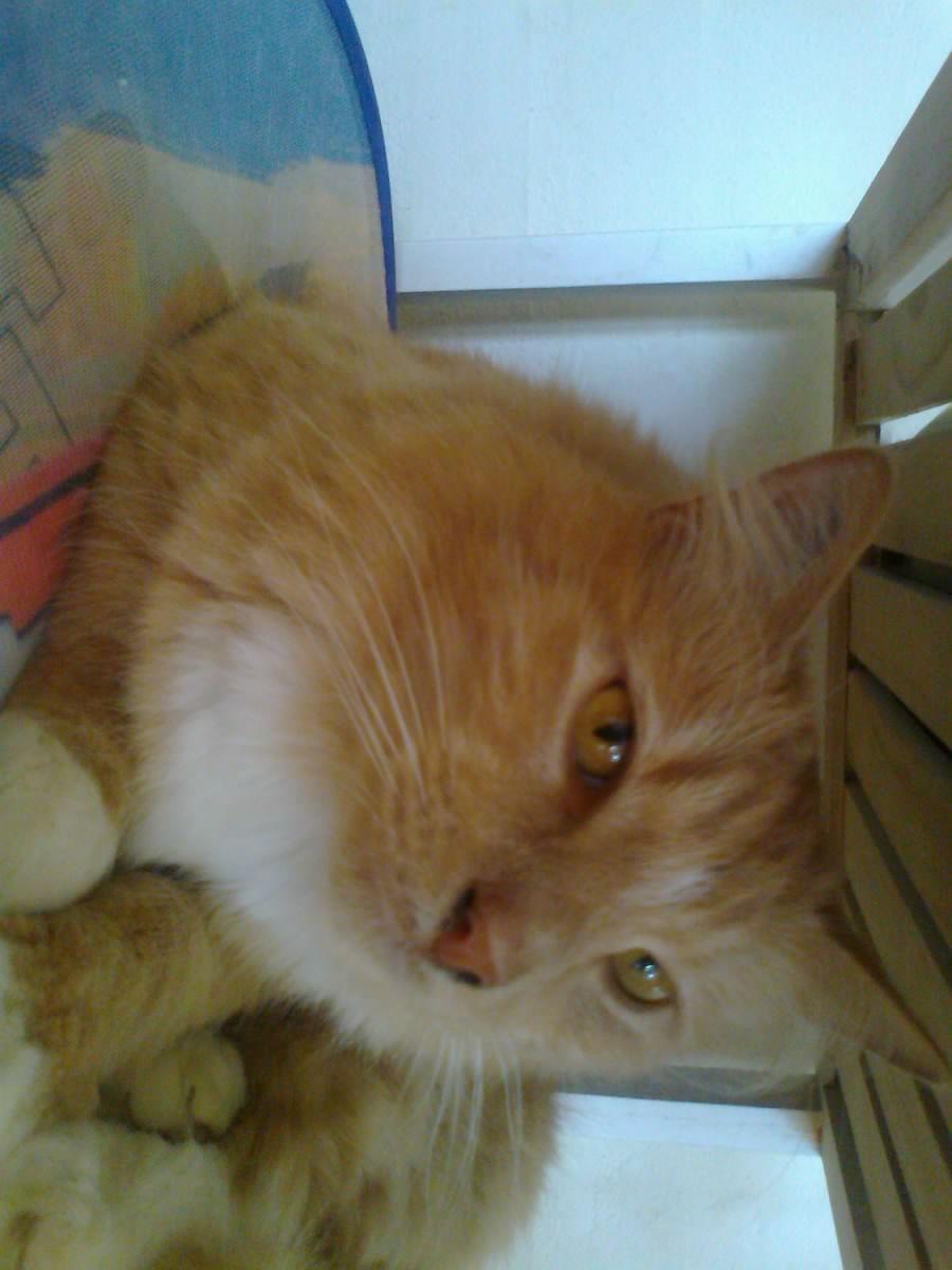 Blanding af racer røde  billede 13