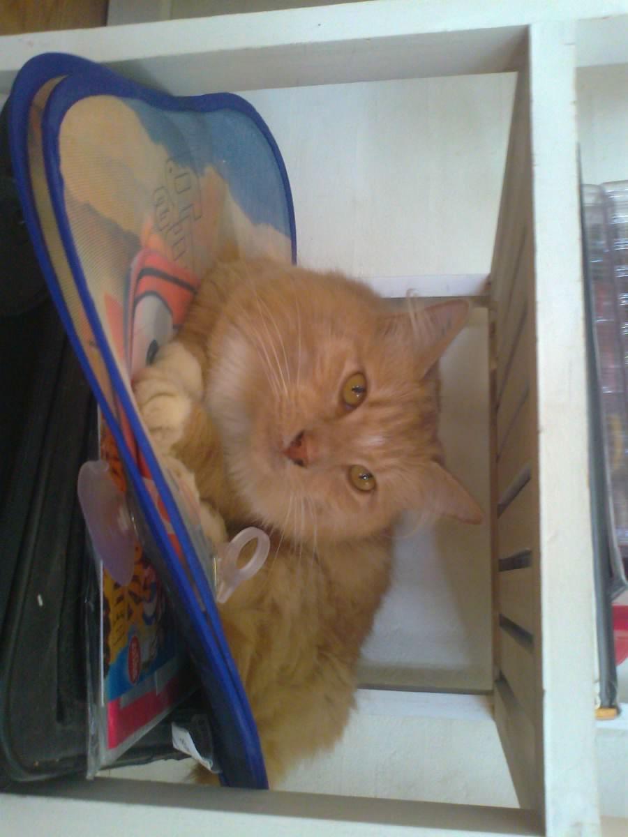 Blanding af racer røde  billede 14