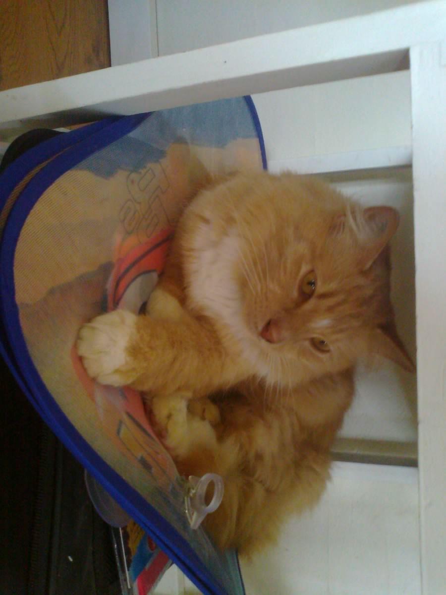 Blanding af racer røde  billede 15