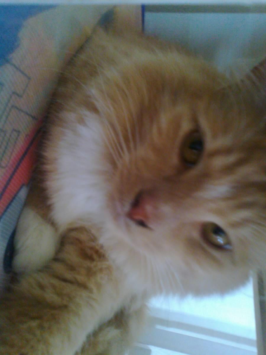 Blanding af racer røde  - velkommen til røde s profil billede 1