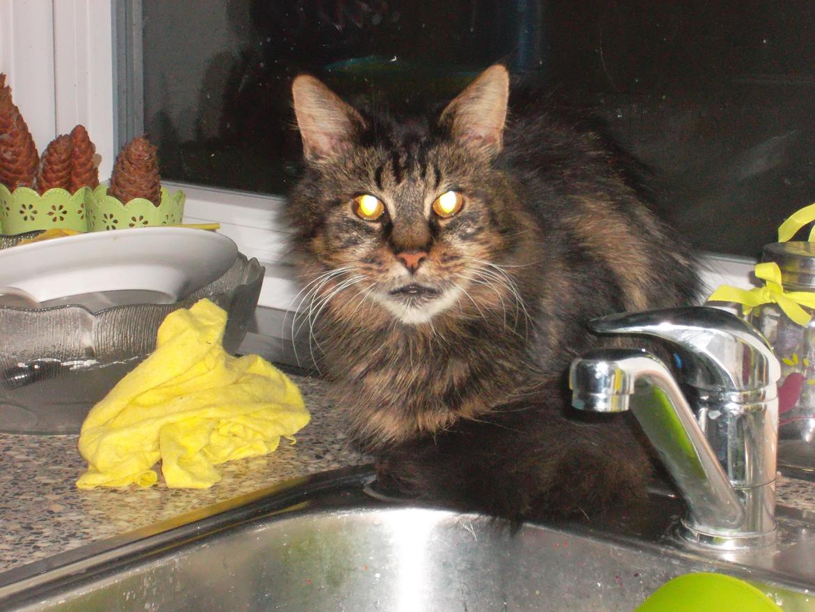 Maine Coon turner billede 6