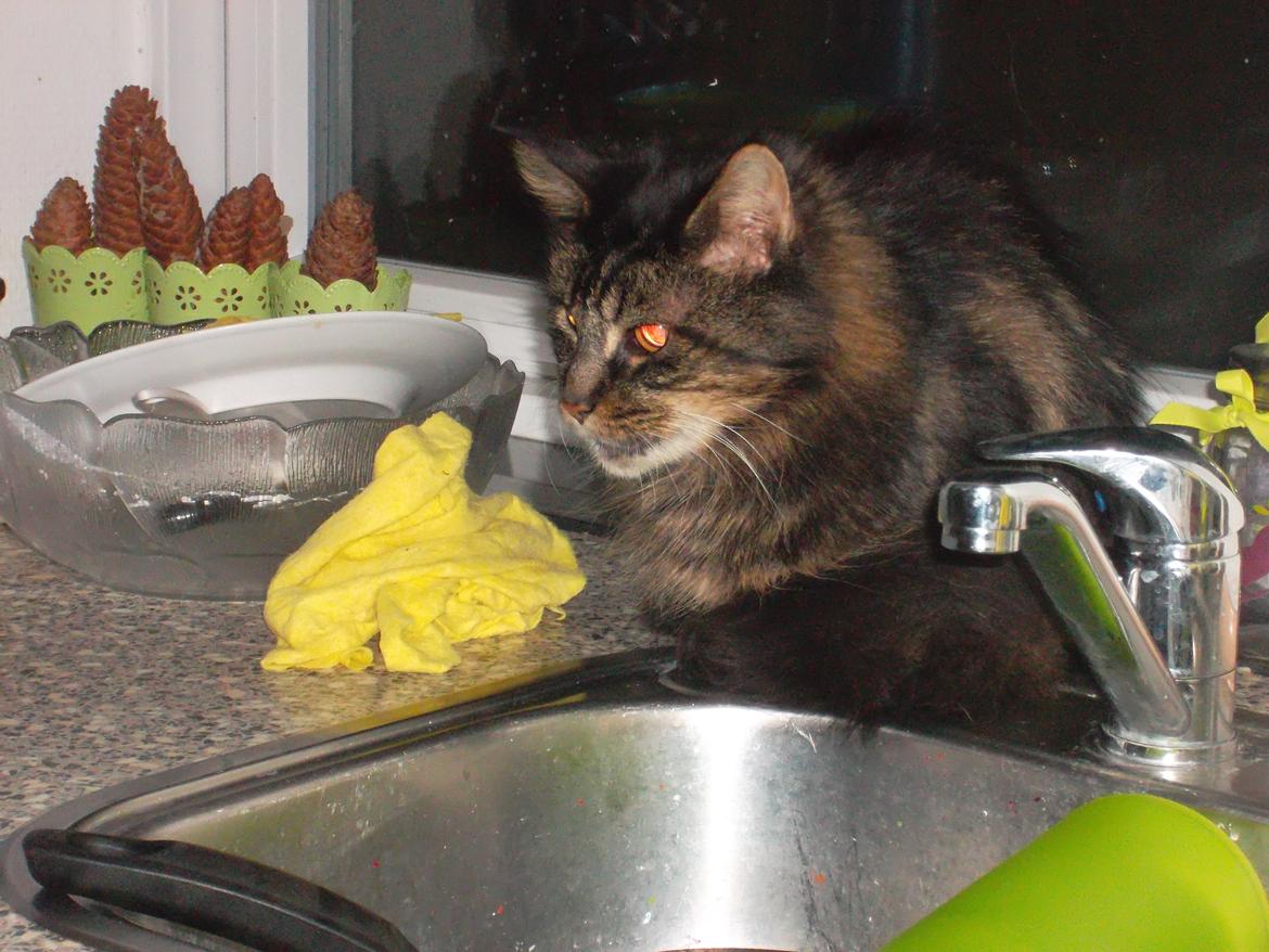 Maine Coon turner billede 7