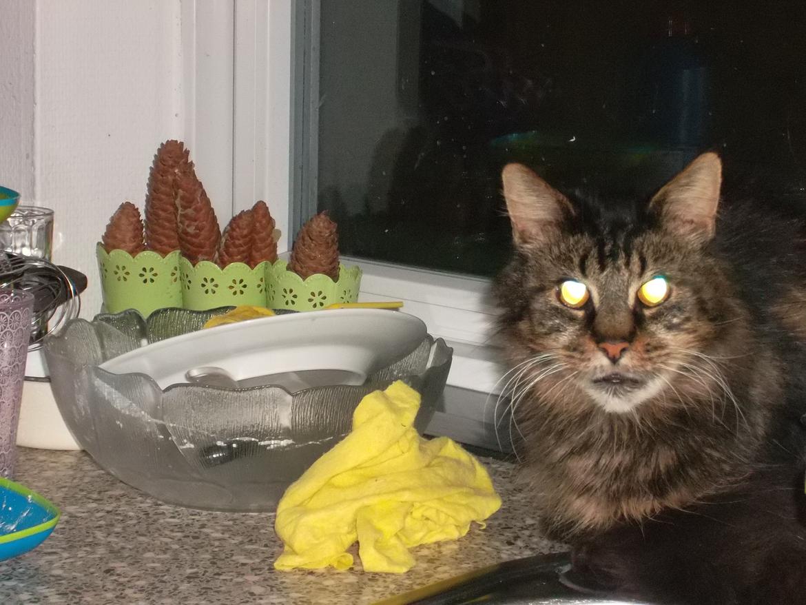 Maine Coon turner billede 8