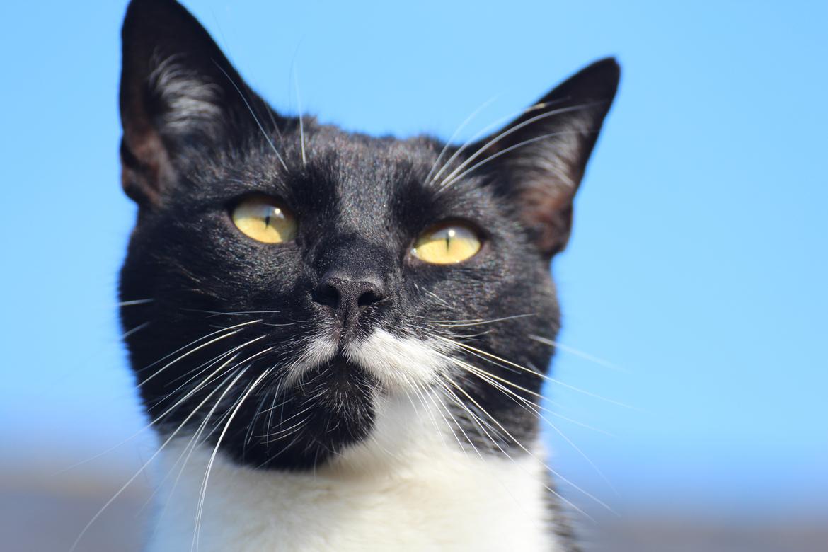 Huskat Julius billede 1