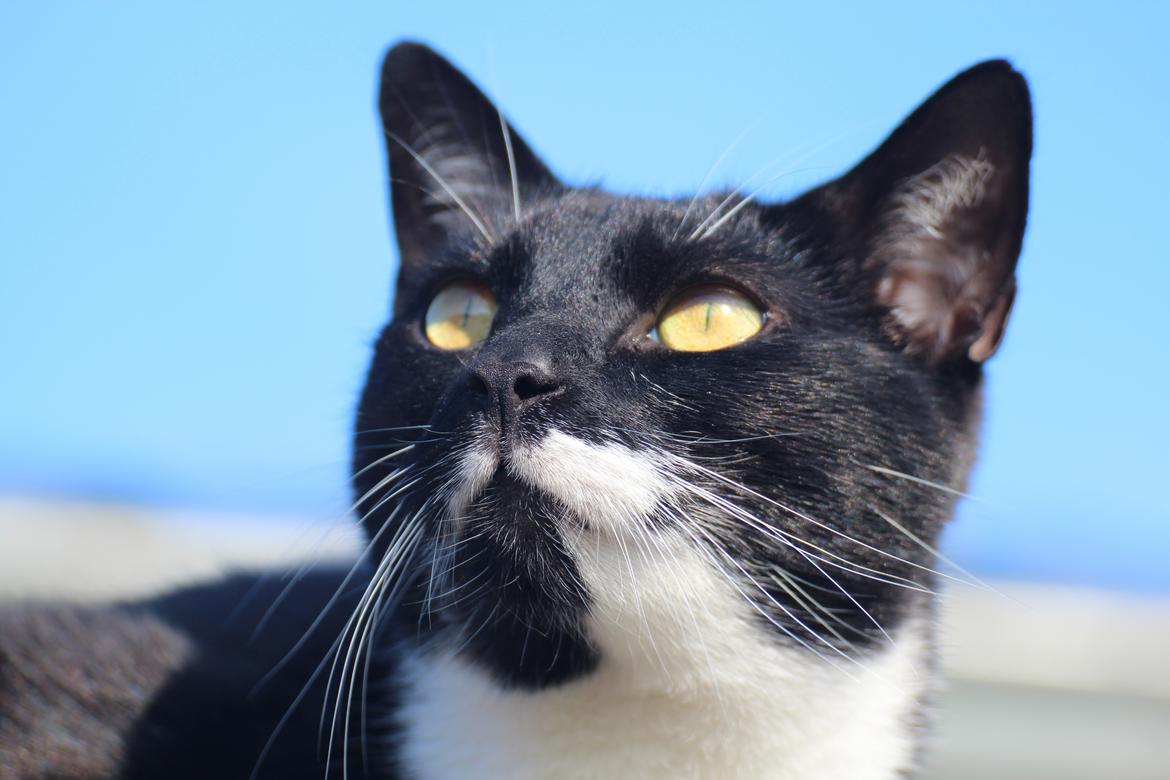 Huskat Julius billede 20