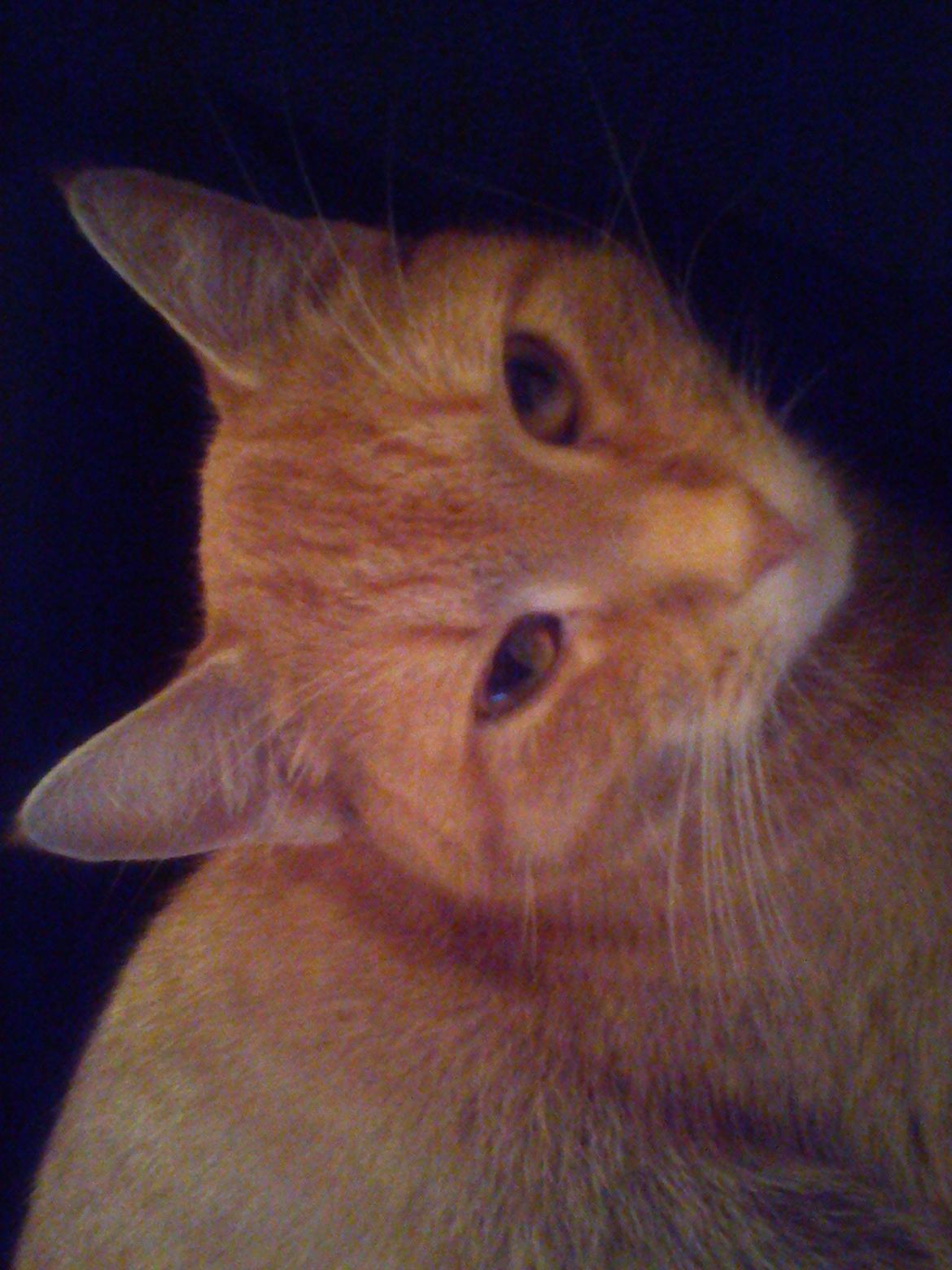 Huskat Amanda - Hej, jeg hedder Amanda og er 5 år billede 1