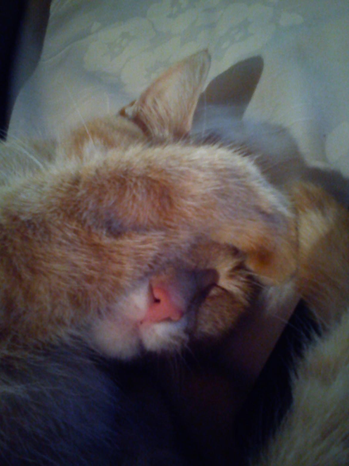 Huskat Amanda - Jeg gemmer mig, I kan ik' se mig billede 2