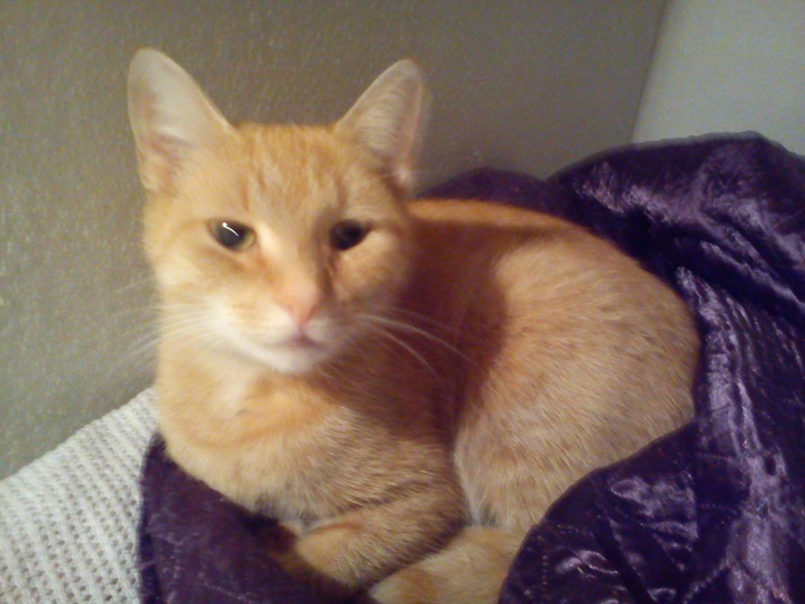 Huskat Amanda - Det er osse min seng billede 3