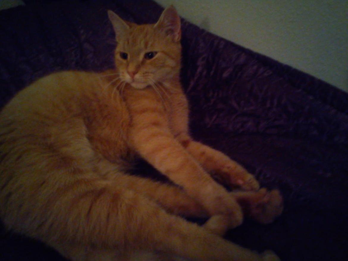 Huskat Amanda billede 4