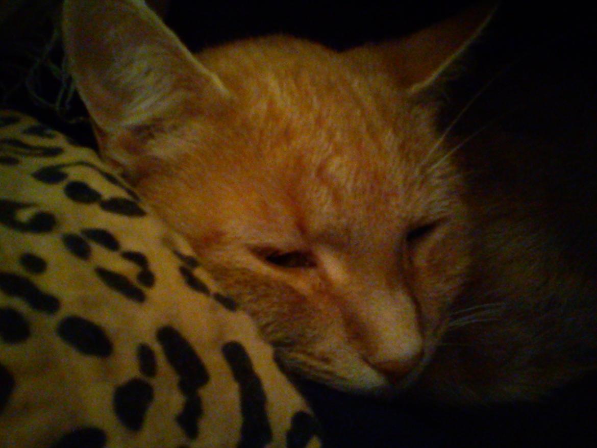 Huskat Amanda billede 5