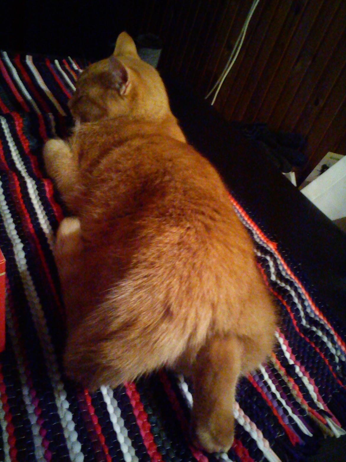 Huskat Amanda - Ja sådan kan jeg osse ligge billede 6