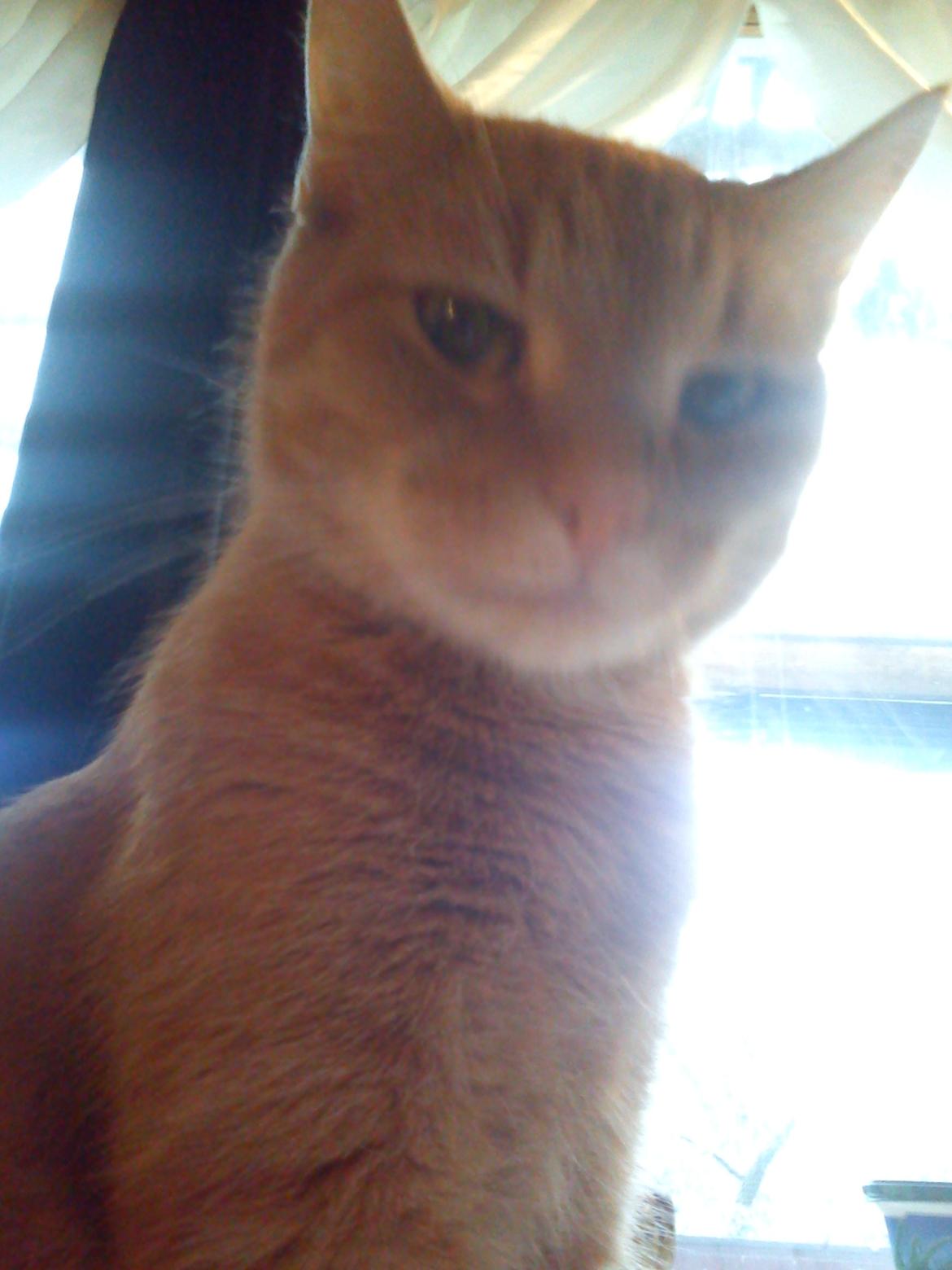 Huskat Amanda - Jeg kan godt være oprejst billede 7