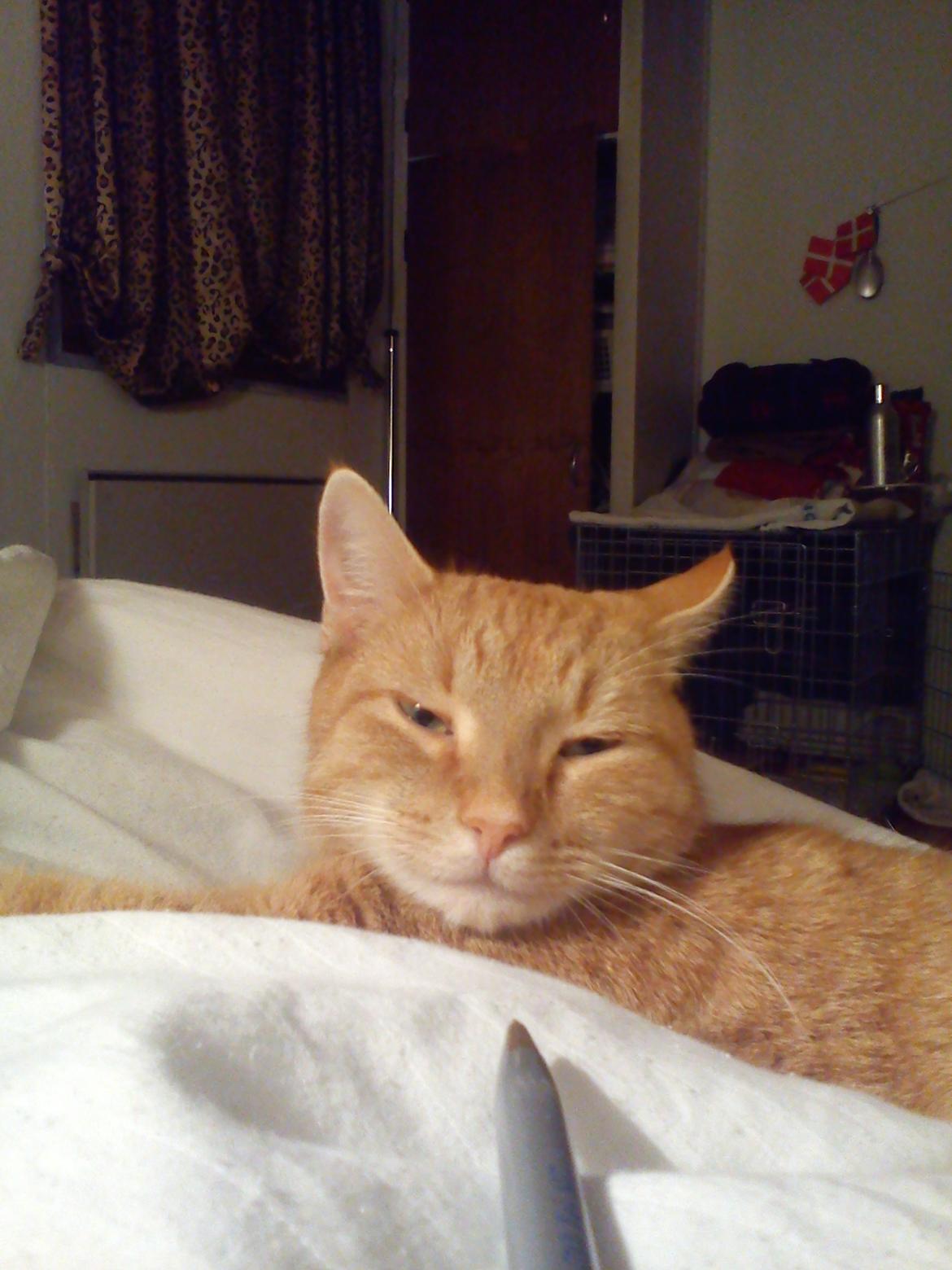 Huskat Amanda billede 8