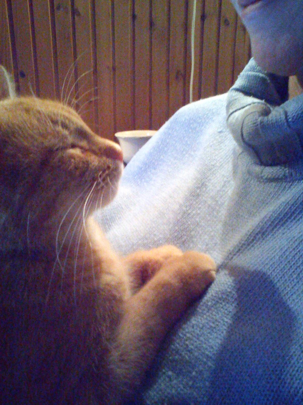 Huskat Amanda - Hun er MIN "mor" billede 9