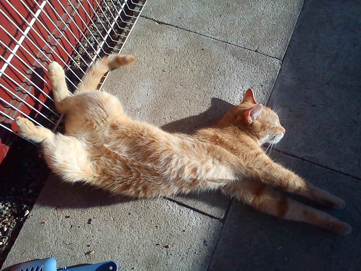 Huskat Amanda - Her er jeg næsten lige kommet hjem til min nye "mor" og jeg nyder bare at ligge i solen billede 10