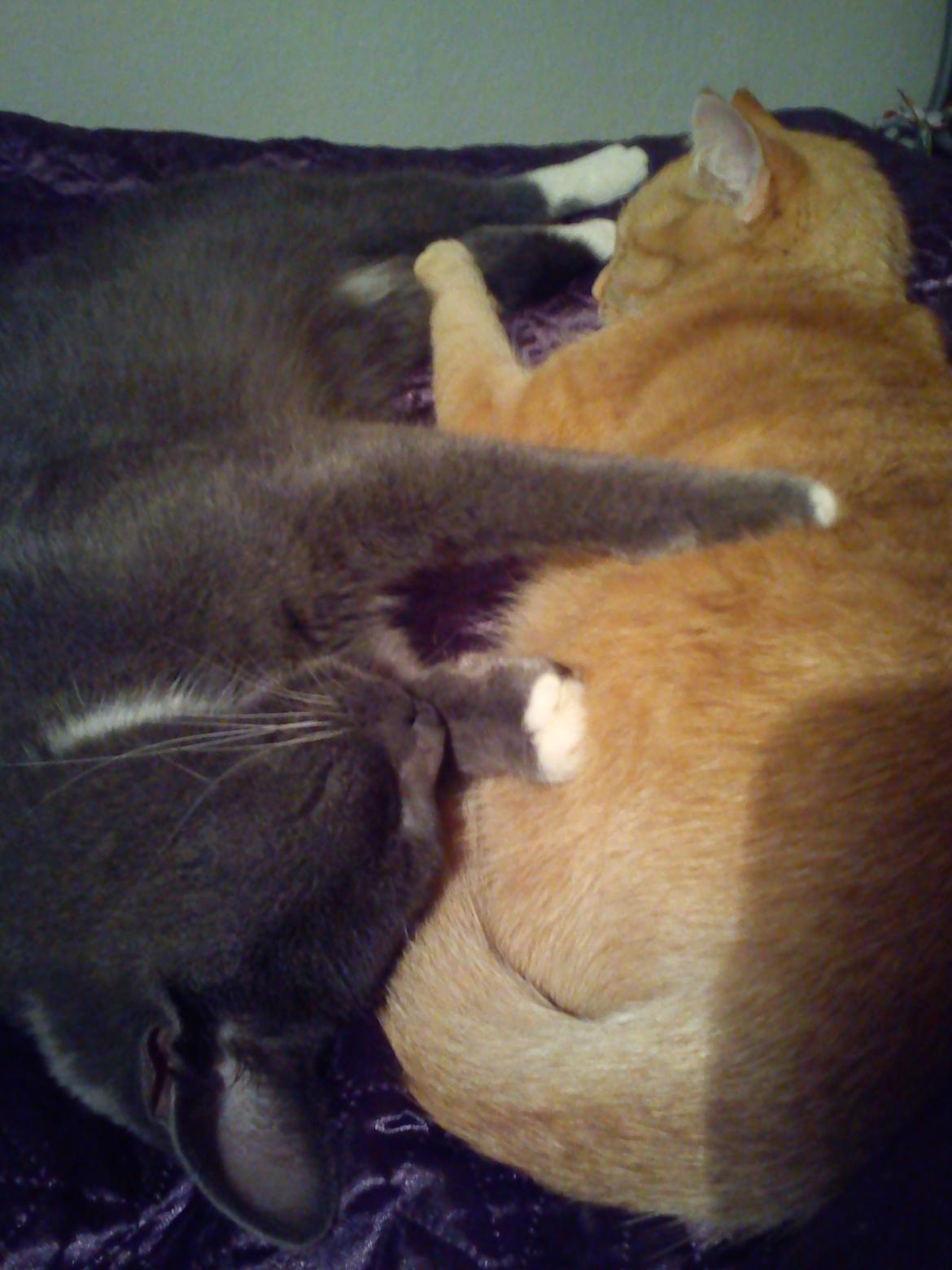 Huskat Amanda - Så putter jeg sammen med "lillebror" Star billede 11