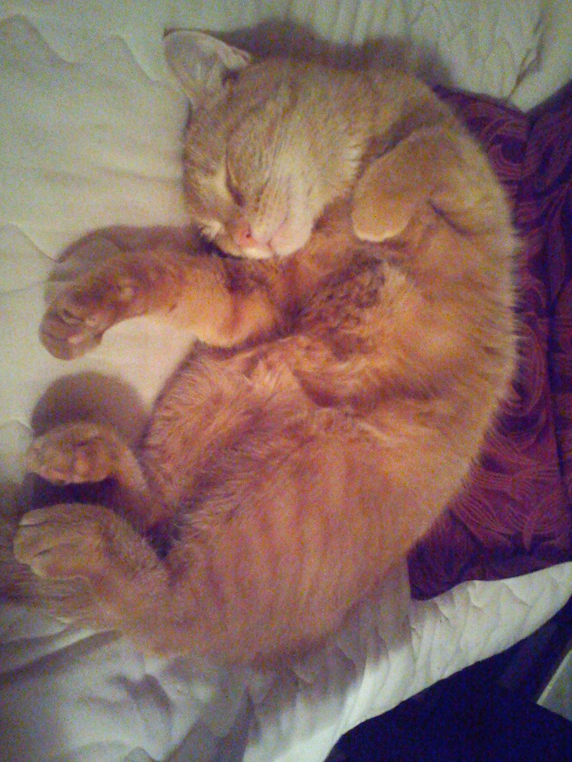 Huskat Amanda - Efter en gang mad må man godt "slå" mave billede 13