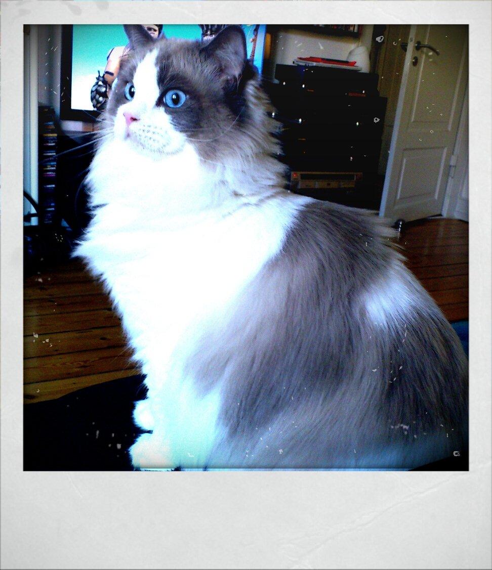 Ragdoll Lotus billede 1