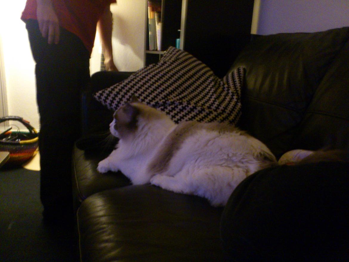 Ragdoll Lotus billede 2