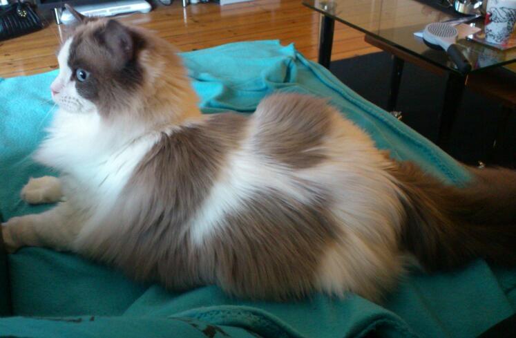 Ragdoll Lotus billede 3