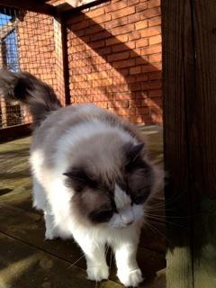 Ragdoll Lotus billede 4