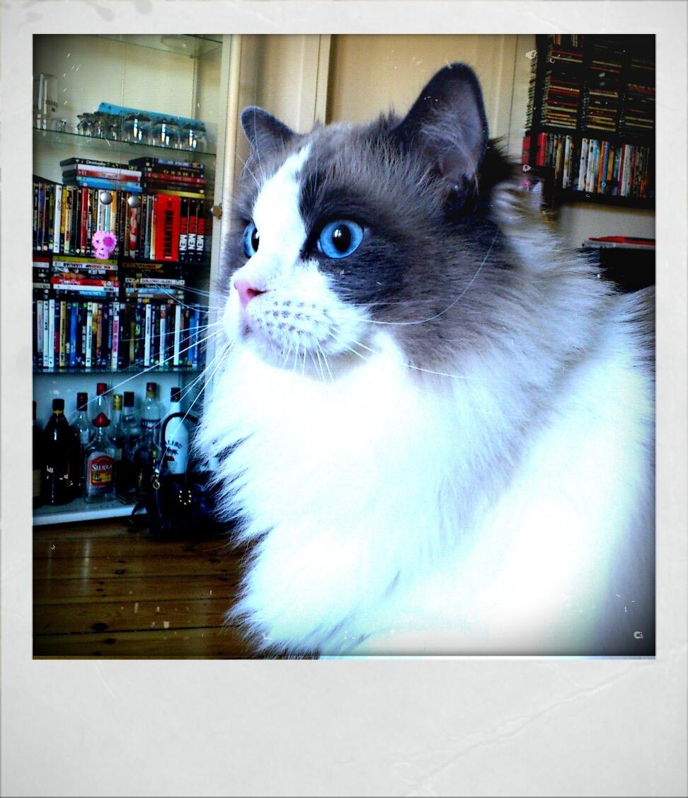 Ragdoll Lotus billede 5