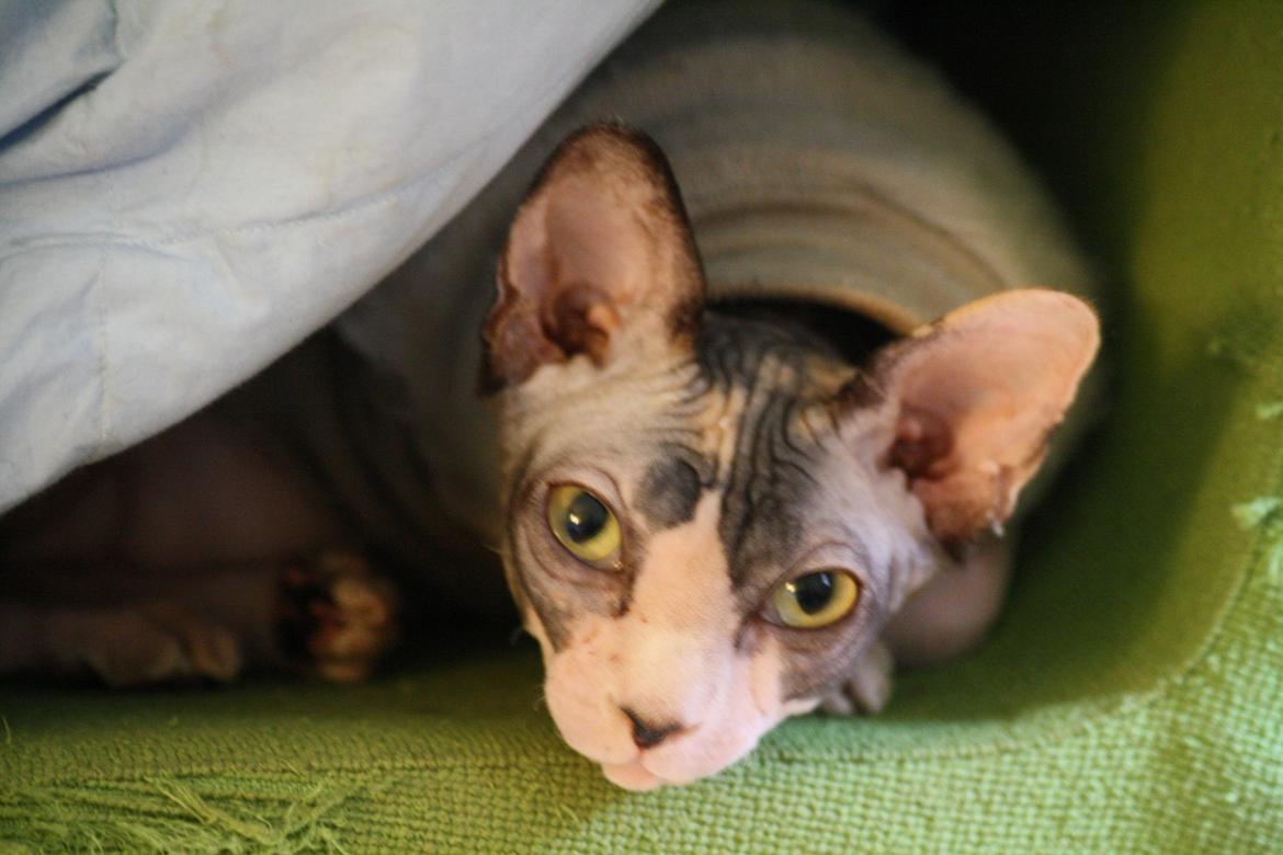 Sphynx Riana Iris Binosh billede 11