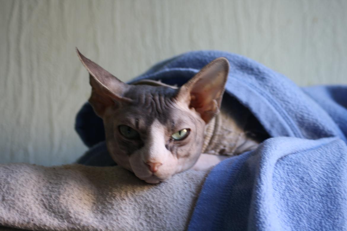 Sphynx Arabo Milas Kepinas billede 18