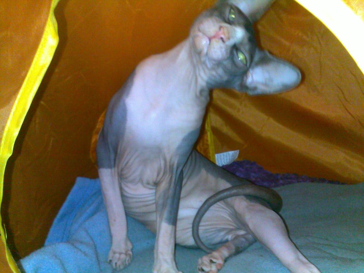 Sphynx Arabo Milas Kepinas billede 19