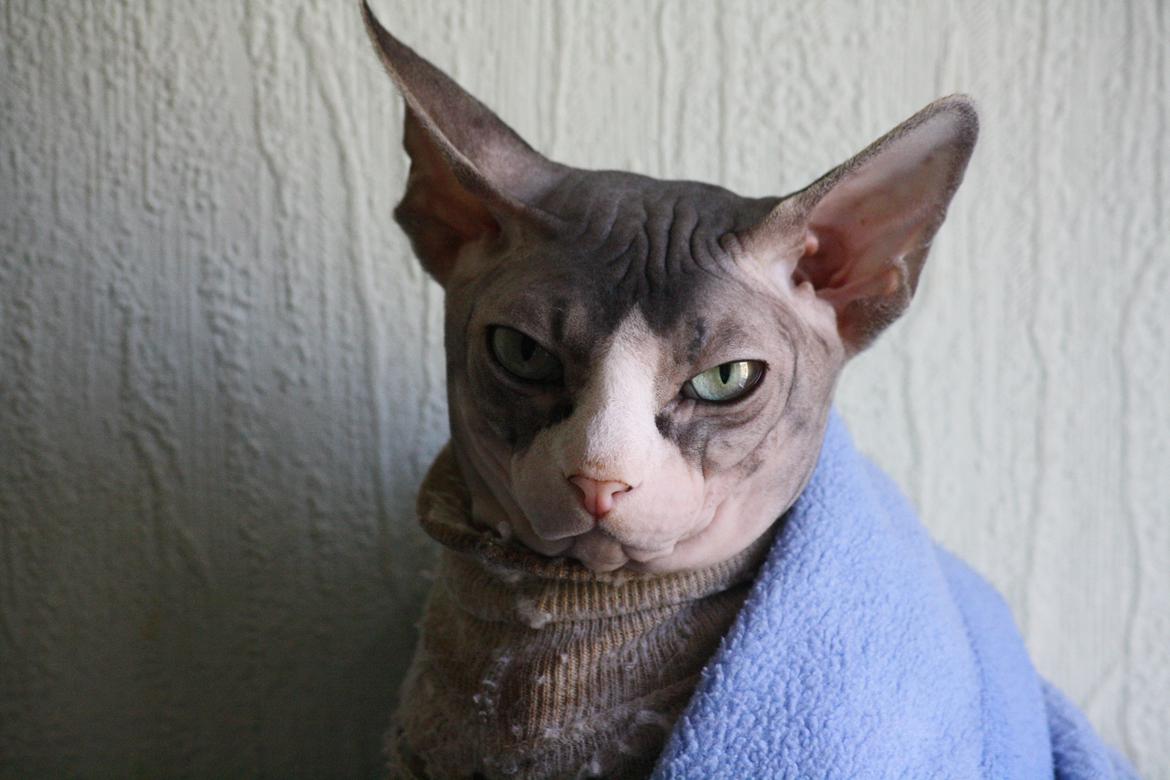 Sphynx Arabo Milas Kepinas billede 20