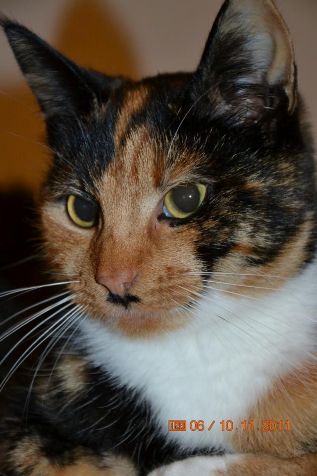 Huskat Tiger :* - Love you, tiger <3 <3  billede 1