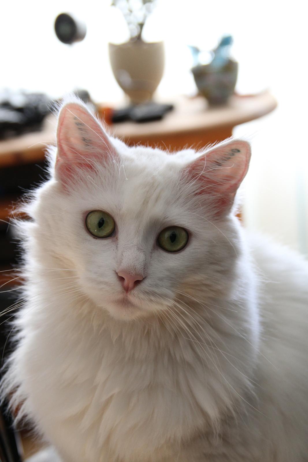 Blanding af racer Misse billede 1