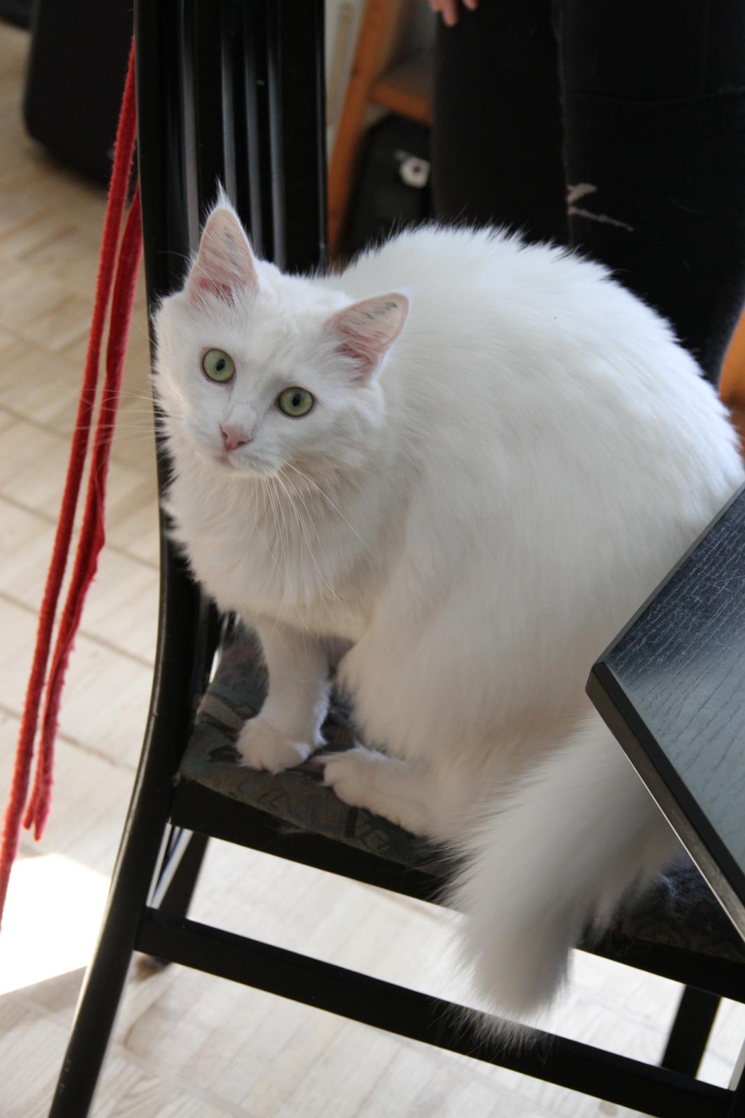 Blanding af racer Misse billede 2