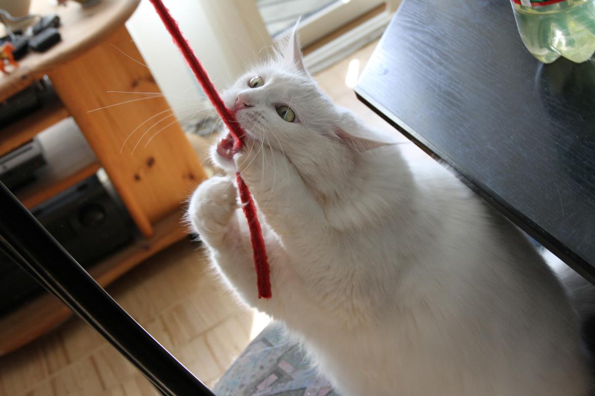 Blanding af racer Misse billede 3