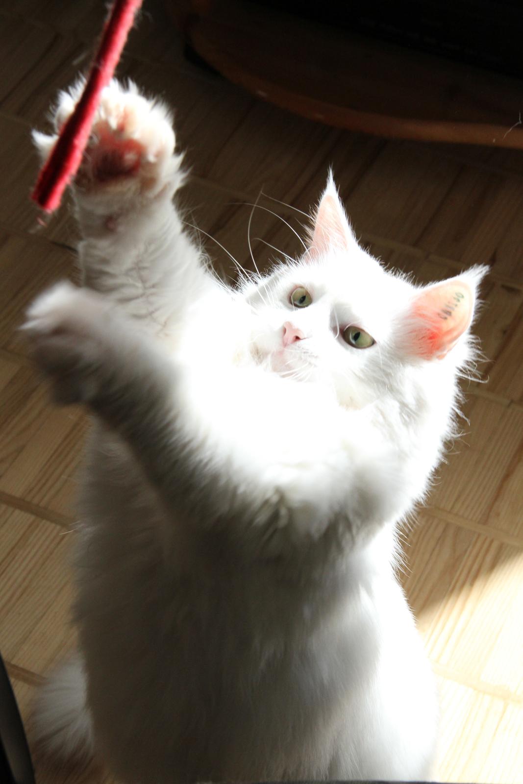 Blanding af racer Misse billede 4