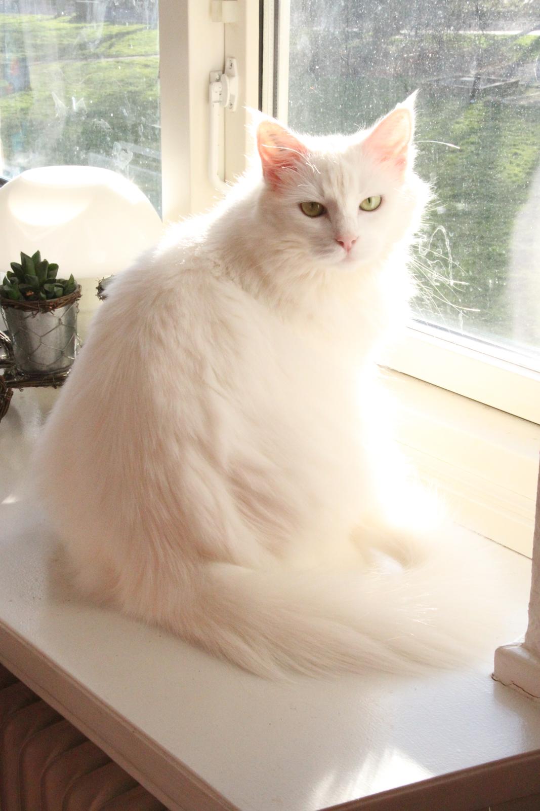 Blanding af racer Misse billede 5