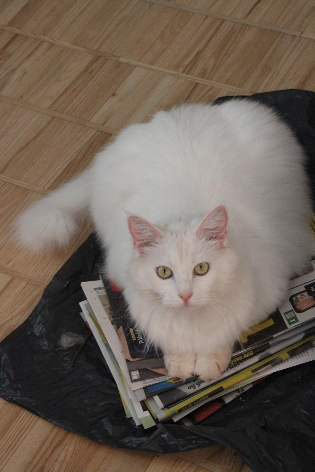 Blanding af racer Misse billede 6