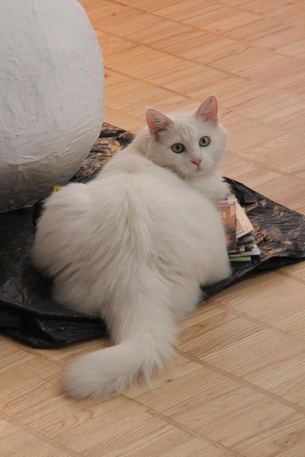 Blanding af racer Misse billede 7