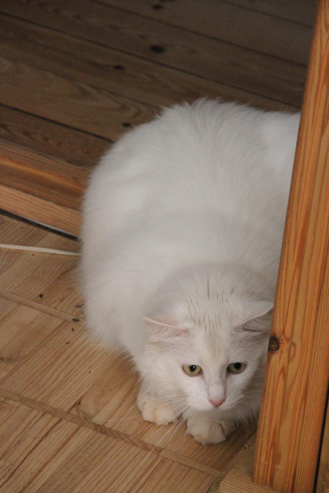 Blanding af racer Misse billede 8