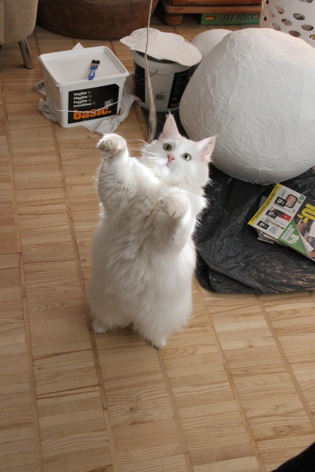 Blanding af racer Misse billede 9