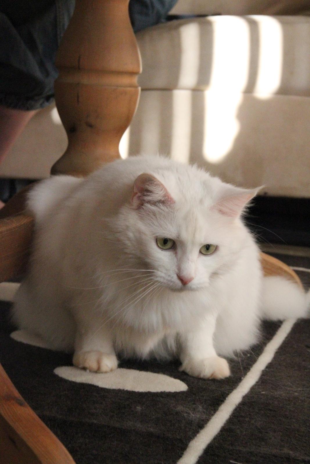 Blanding af racer Misse billede 10