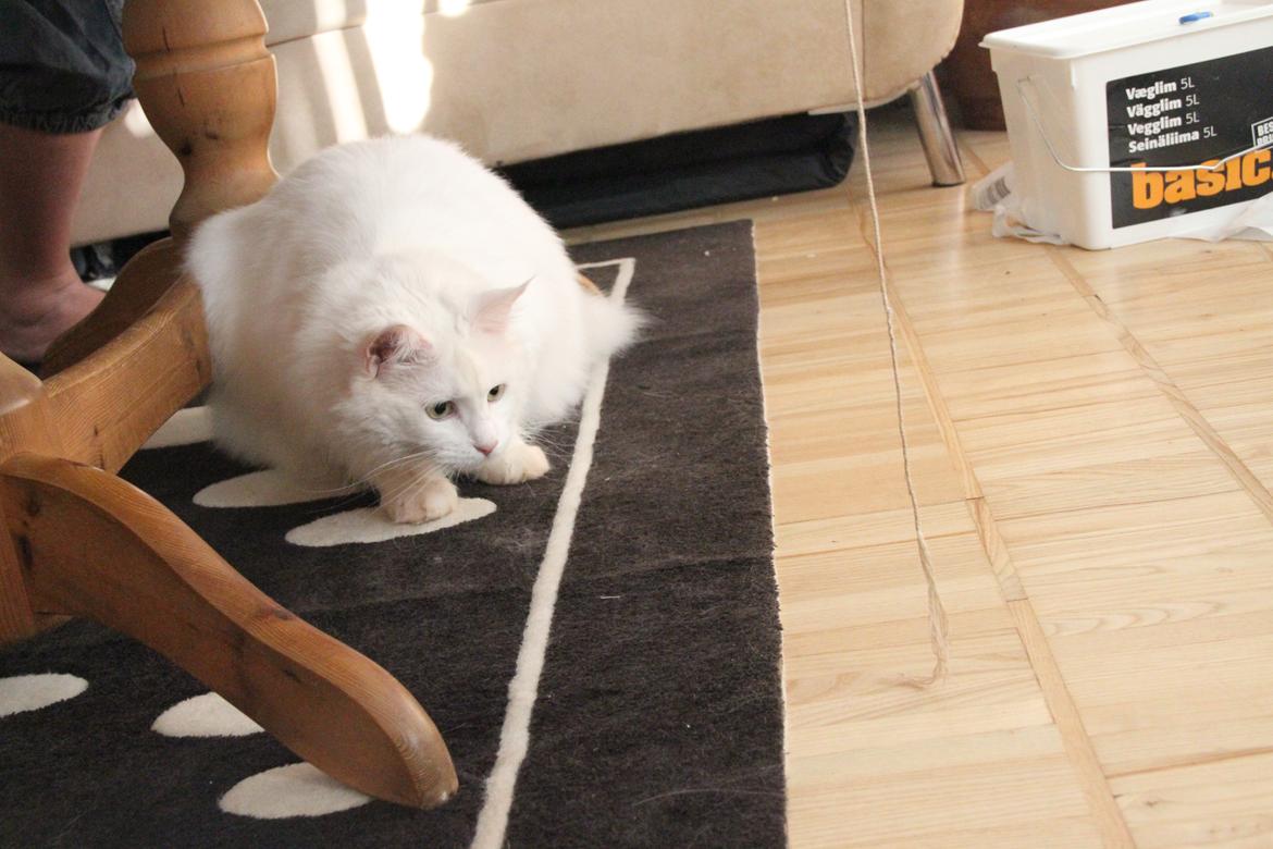 Blanding af racer Misse billede 11