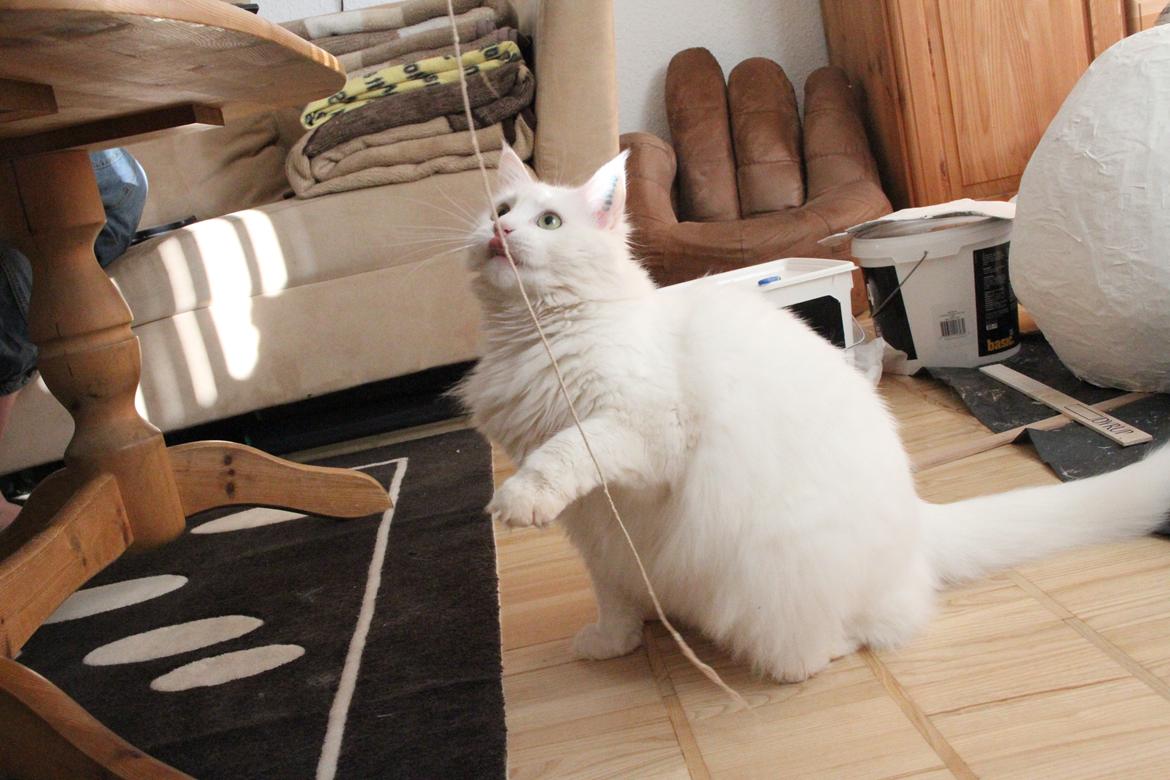 Blanding af racer Misse billede 12