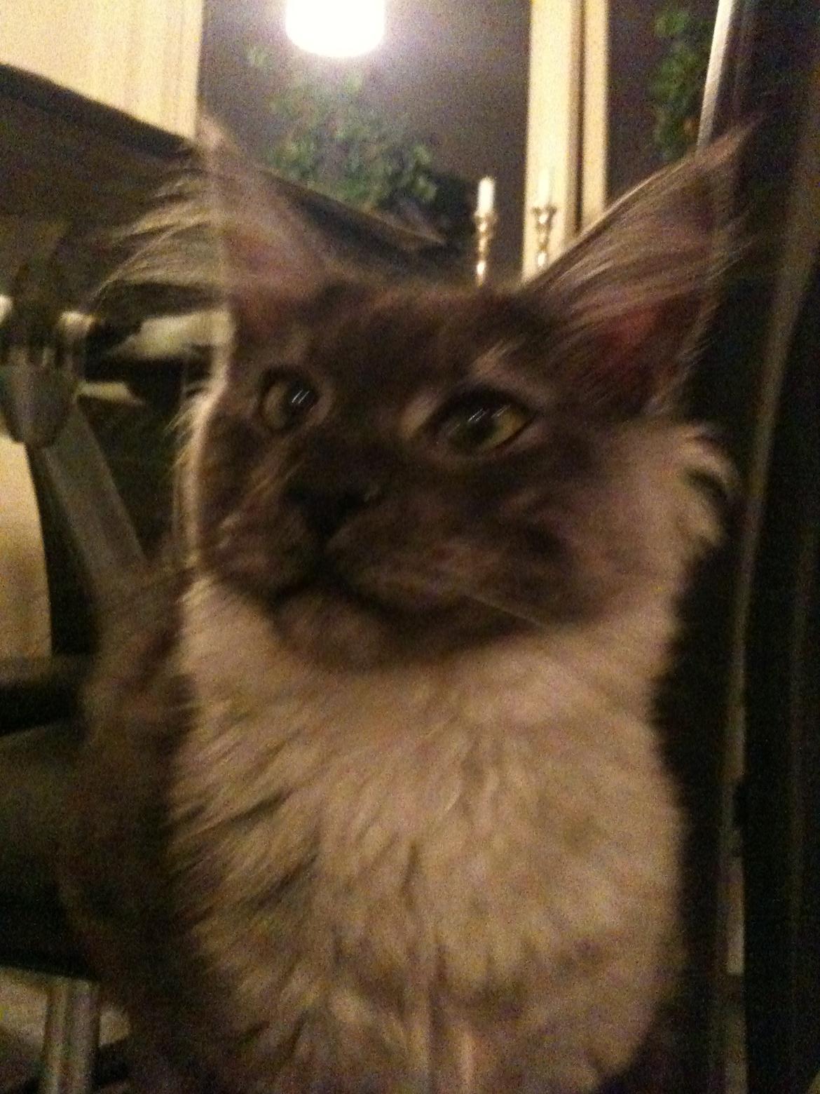 Maine Coon Aslan (Himmelkat)<3 billede 14