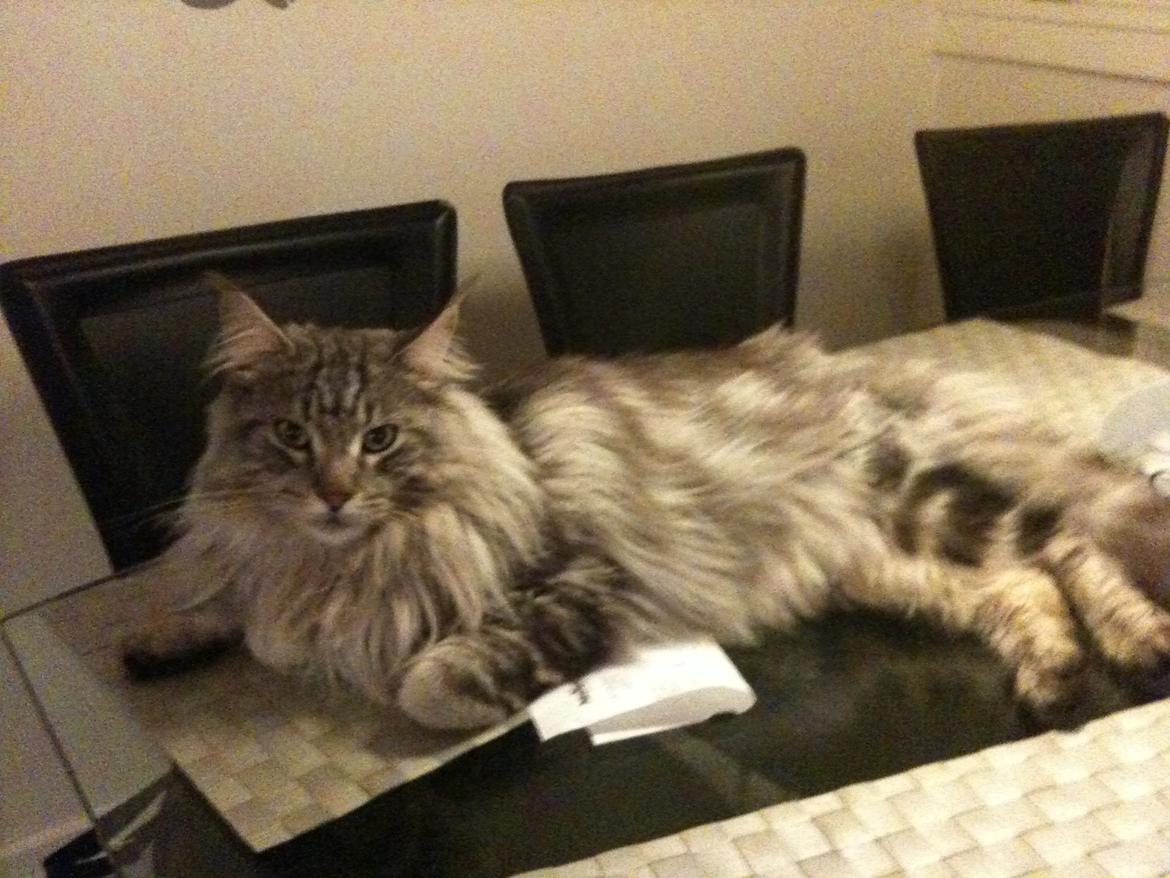 Maine Coon Baba Looey  (Louie) billede 17