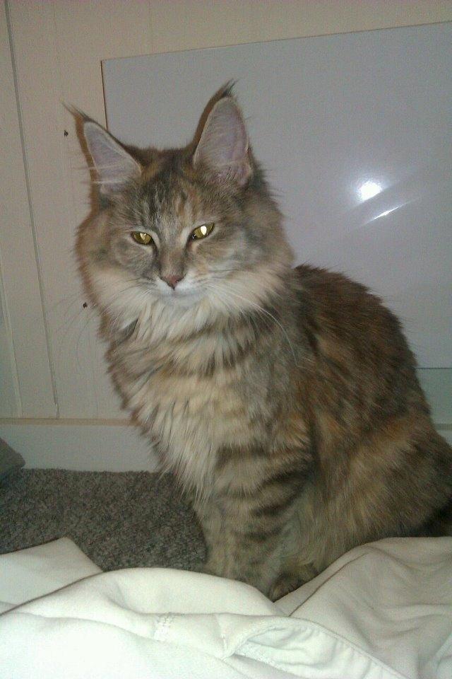 Maine Coon Jessie billede 13